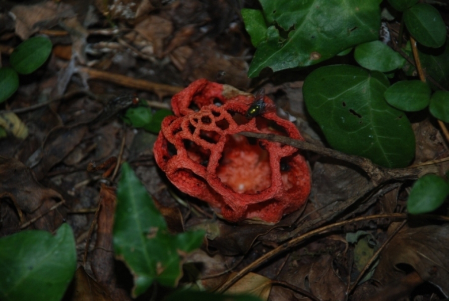 Clathrus ruber???